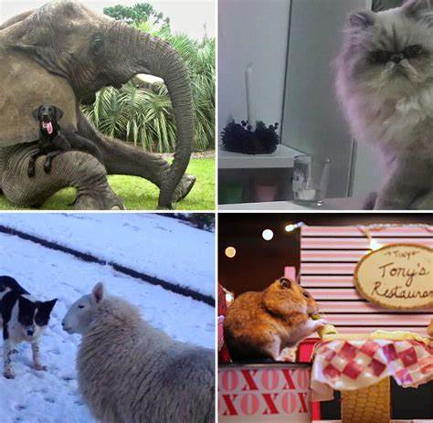 Die besten YouTube-Videos der Woche - WELT