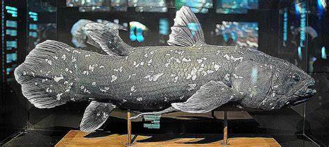 First record of a living coelacanth from North Maluku, Indonesia