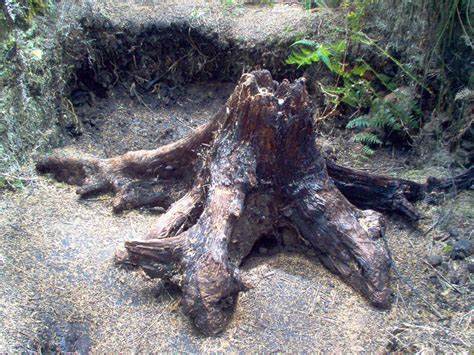 The Kauri Gum Diggers of New Zealand
