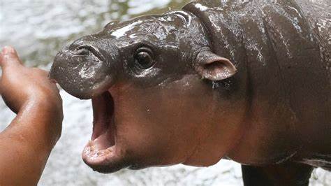 Thai zoo home to viral baby hippo Moo Deng is patenting the pygmy