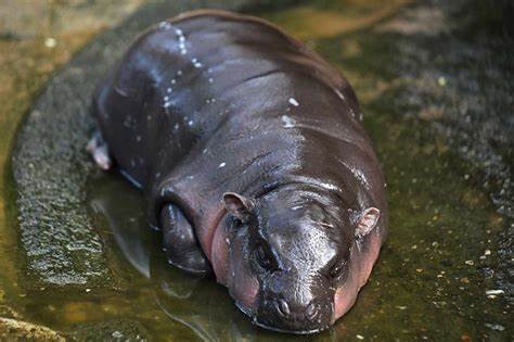 Moo Deng, a baby pygmy hippo from Thailand, becomes internet sensation