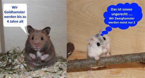 Wie alt werden Hamster im Durchschnitt?