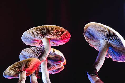 Psilocybin reduced depression symptoms as much as leading antidepressant (2021)