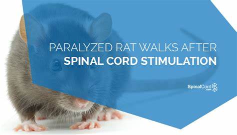  Research DAO claims paralyzed rats recover after spinal cord fix 