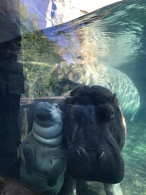 Before Moo Deng, there was Fiona. How the baby hippo took the internet by storm in 2017