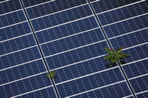 Do imports of cheap solar panels help or hurt domestic jobs in clean energy?