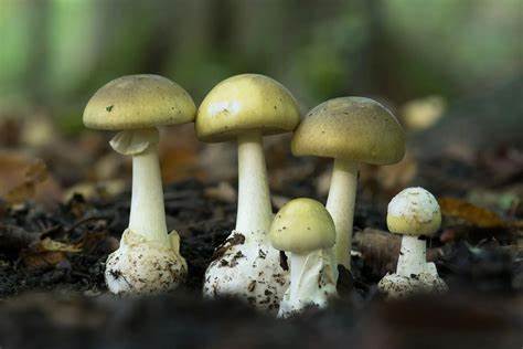 Citizen science app playing an unlikely role in mushroom murder trial