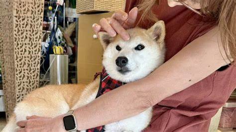 Dogecoin-Inspired Meme Coin NEIRO Hits New All-Time High - BeInCrypto