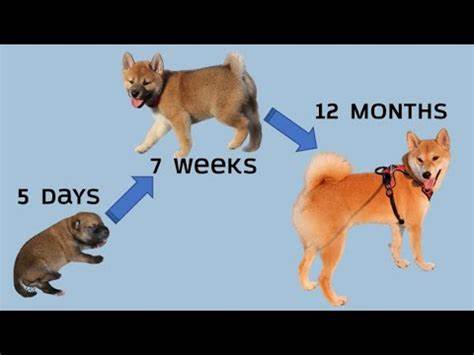 Shiba Inu: Where Will It Stand in 1 Year?