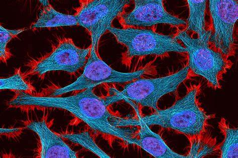 New genetic circuits developed at MIT allow more precise control of gene therapy