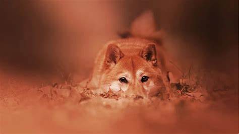 Dogecoin Knockoff Shiba Inu Sheds 12% After Coinbase Delays Listing - Decrypt