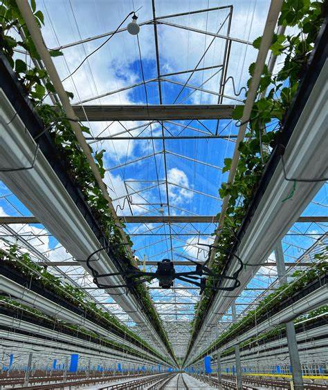 Could Drones Be the Key to Revolutionizing Strawberry Farming?