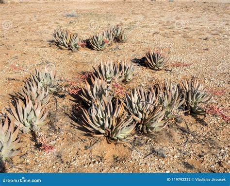Succulents die off with expanding desert in South Africa and Namibia