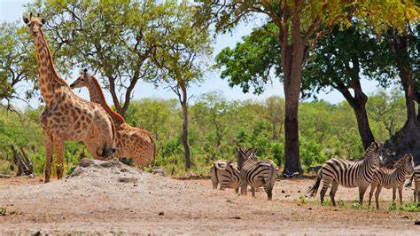 The Son of South Africa’s President Aims to Conserve Wildlife with Crypto - CryptoTvplus