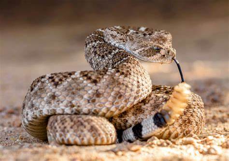 Rattlesnake venom evolves and adapts to specific prey, study finds