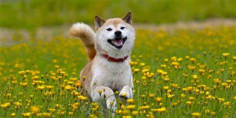 Shiba inu coin skyrockets after an Elon Musk tweet supercharges the token – taking weekly gains to 240% - Markets Insider
