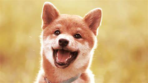 What Is Baby Doge and Why Is Elon Musk Pumping the Dogecoin Knockoff? - Decrypt