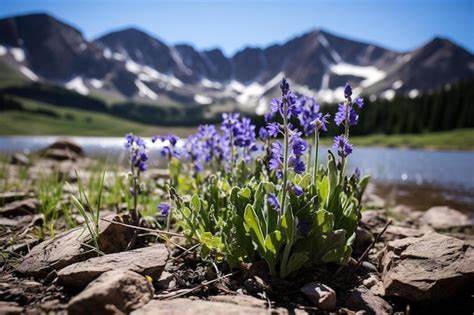 As Mountains Rise, Biodiversity Blooms