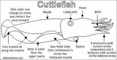 Cuttlefish interact with multimodal 'arm wave sign' displays