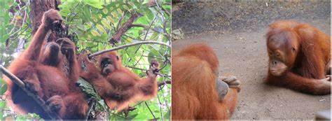 Wild and zoo-housed orangutans differ in how they explore objects