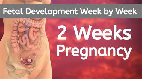 2 weeks pregnant in pictures