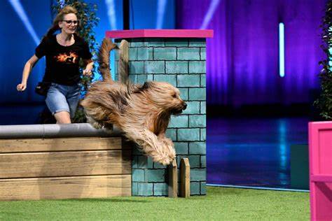 Top Dog Germany 2024: Hund Erik aus Trebbin ist Kandidat bei RTL