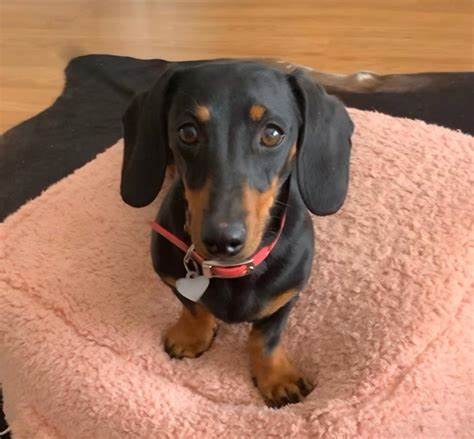 Runaway sausage dog snagged after 529 days on Australian island