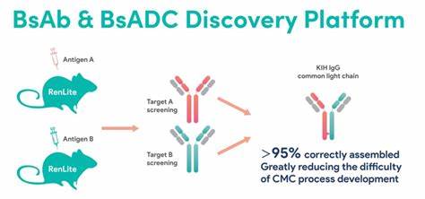 Veraxa and OmniAb to develop bispecific ADC tumour programme