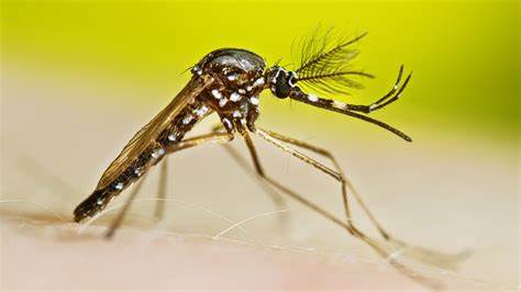 GM mosquitoes: inside the lab breeding six-legged agents in the war on malaria
