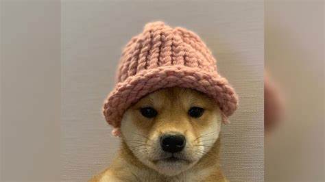 DogWifHat Holders Switch to New Dog Meme ICO, Targeting 1,000% Profits - Cryptonews