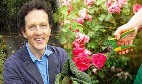 Monty Don warns 'you've got a problem' with roses as he shares instant black spot action