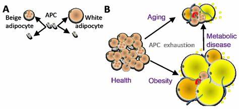 Distinct adipose progenitor cells emerging with age drive active adipogenesis