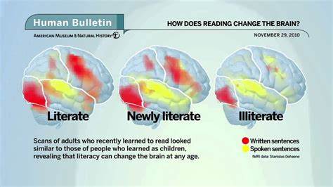Comprehensive look at what happens in the brain when we're reading
