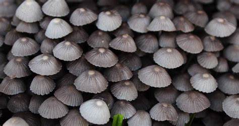 Scientists Have Discovered an Australian Fungus That Produces 'Real Gold'
