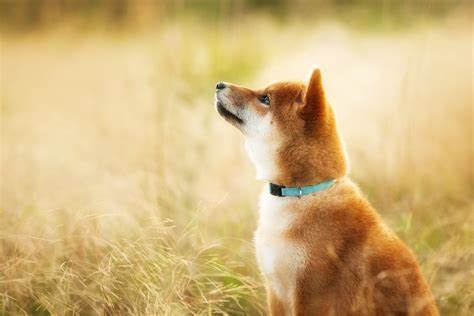 If You Invested $100 in Shiba Inu 15 Months Ago, Here's How Much You'd Have Now - The Motley Fool