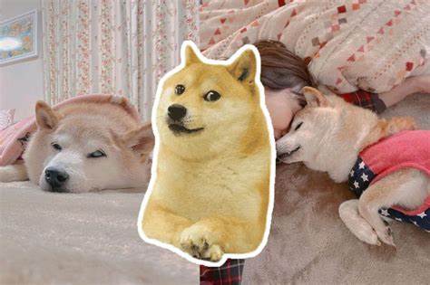 Kabosu, dog meme and Dogecoin inspiration, dies at 18 - The Hill