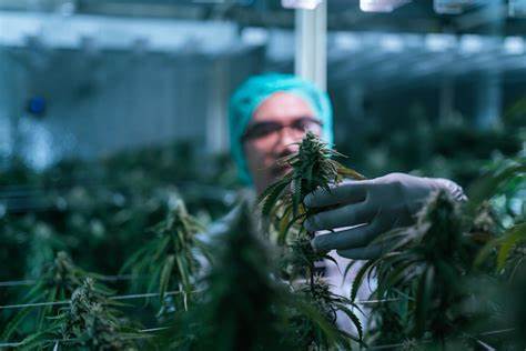 Why Investors Weren't Catching a Buzz From Curaleaf Holdings Stock Today