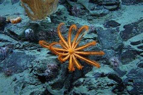Humans still haven't seen 99.999% of the deep seafloor