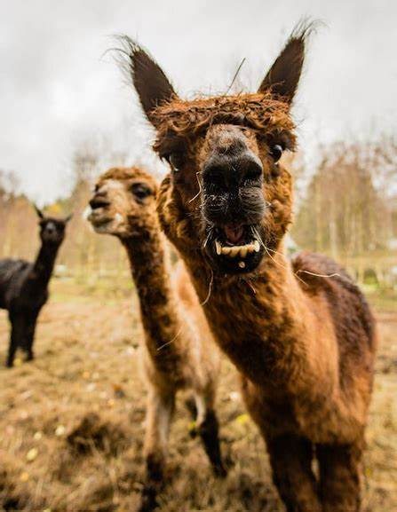 Meta's Llama license is not Open Source