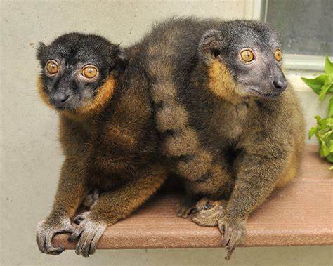 How Changes in Lemur Brains Made Some Mean Girls Nice