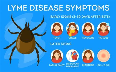 Taking the bite out of Lyme disease