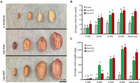 Pangenome analysis reveals variation associated with seed size in peanut