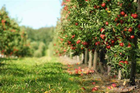 Apple: Growth in a Difficult Environment