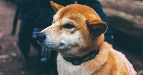 DOGE May Become the 'Official Currency of Austin,' Analyst Says - CoinDesk