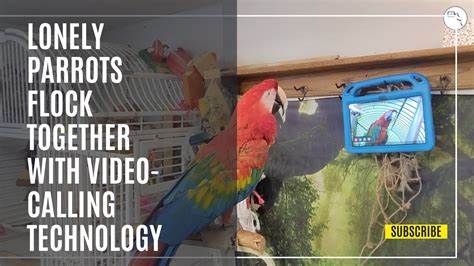 Scientists taught parrots to video call each other, and the birds loved it