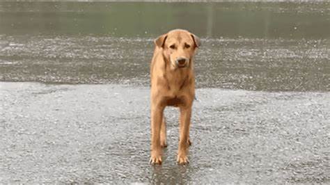 Lost Dog Waits in the Same Spot for Days in the Rain And Gets Emotional Surprise