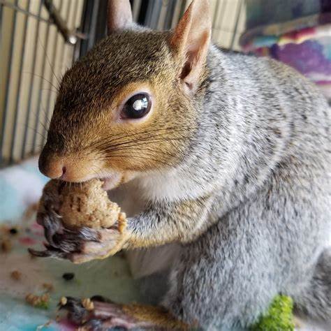 Peanut The Squirrel Price Pumps 10% On Coinbase Listing - Inside Bitcoins