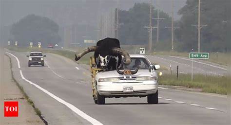 'Howdy Doody': Police stop Nebraska man for driving with huge bull in passenger seat - The Times of India
