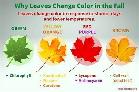 Why is it taking so long for the leaves to turn color?